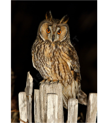 Chaussure standard  M (la paire)  - Hibou moyen nduc