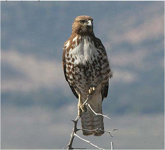 Buse Queue Rousse Chaussure Standard Mf La Paire La