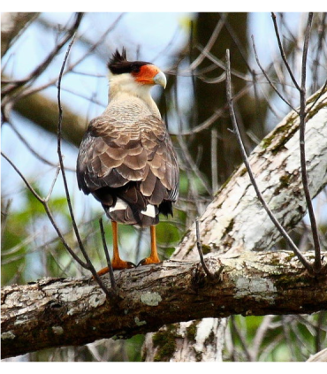 Chaussure standard  M/F (la paire)  - Caracara nplanctus