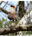 CARACARA PLANCTUS - CHAUSSURE STANDARD M/F (LA PAIRE)