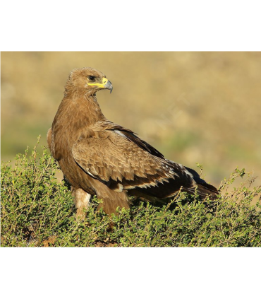 Chaussure large  M/F (la paire)  - Aigle des steppes