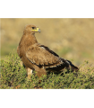 AIGLE DES STEPPES - CHAUSSURE LARGE  M/F (LA PAIRE)