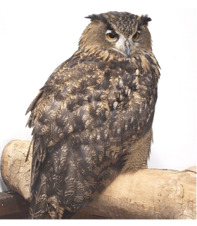 Chaussure large  M/F (la paire)  - Grand duc des steppes