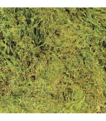 ZM Terrarium moss  [CF2-SE]1.31 Litres