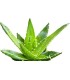 BASSLEER BIOFISH FOOD ALOE VERA - M - 600 GRS