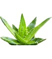 BASSLEER BIOFISH FOOD ALOE VERA - M - 600 GRS