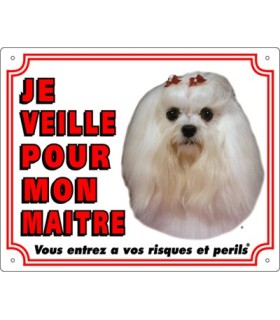 Panneau pvc Bichon maltais