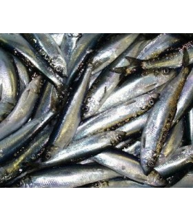 CONGELE - HARENG IQF 15-18 CM - SACHET D&#039;1 KG