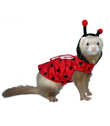 COSTUME COCCINELLE POUR FURET