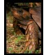 L&#039;ÉLEVAGE DES TORTUES TERRESTRES