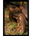L&#039;ÉLEVAGE DES TORTUES TERRESTRES