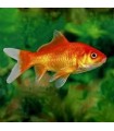 CARASSIUS AURATUS / POISSON ROUGE 12-15 CM