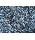 CONGELE - SPRAT IQF - SACHET 1KG