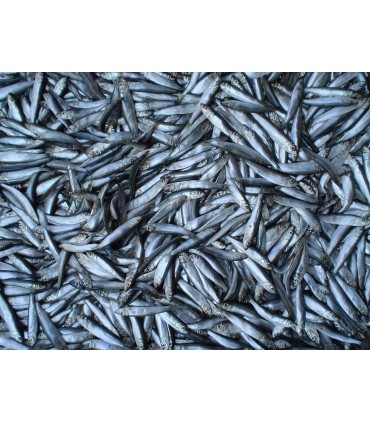 CONGELE - SPRAT IQF - SACHET 1KG