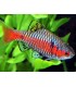 PETHIA PADAMYA / BARBUS ODESSA
