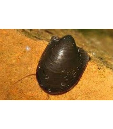 NERITINA AURICULATA : ESCARGOT CHAUVE SOURIS