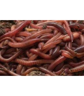 Ver de terre  (10 pièces)