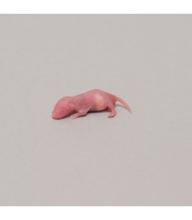 CONGELE - Souris PINKY [1] Q+ (Pièce)