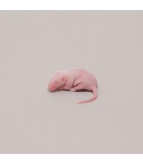 CONGELE - SOURIS [2] FUZZY Q+ (PIÈCE)