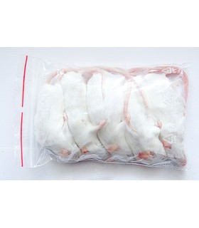 CONGELE - SOURIS [6] GRANDE Q+ (25 PIECEs).