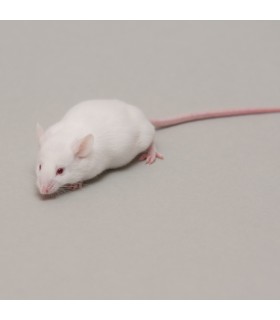 CONGELE - SOURIS [7] JUMBO Q+ (PIECE)