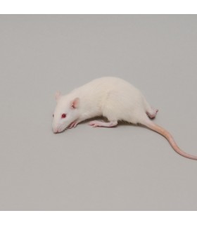 CONGELE - RAT [5] SMALL 90 A 149 GRS Q+ (PIÈCE)