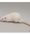 CONGELE - RAT [7] GRAND 250-299GRS (PIECE)