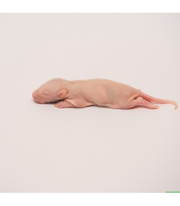 CONGELE - Bébé rat (10 Pièces)