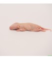 CONGELE - Bébé rat (10 Pièces)