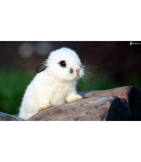 congele - petit lapin