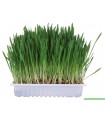 HERBE POUR RONGEURS 100G.