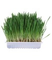 HERBE POUR RONGEURS 100G.