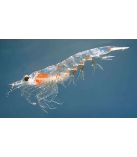 CONGELE - KRILL GROS 1KG