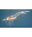 CONGELE - KRILL GROS 1KG