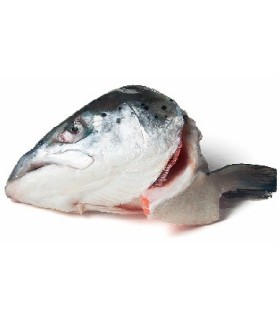 CONGELE - TETE DE SAUMON - PIECE