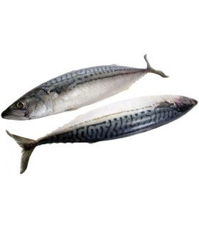 CONGELE - MAQUEREAU (8-10P) - 1KG