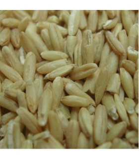 GRUAU D'AVOINE - 25 KG