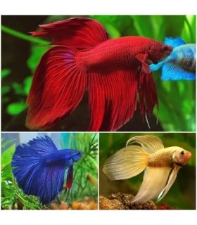 BETTA SPLENDES  - MÂLE / NC : POISSON COMBATTANT XL