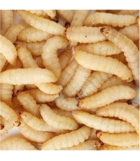 CONGELE - TEIGNE DE RUCHE - 1KG