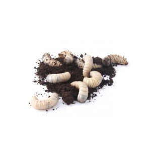 LARVES DE DOLAS - 10P