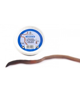 VERS CANADIEN - 1 KG