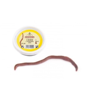 VERS DE TERRE - DENDROBENA - BOÎTE