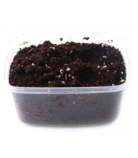 CLOPORTE TROPICAL - BOÎTE