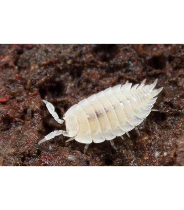 CLOPORTE TROPICAL - BOÎTE