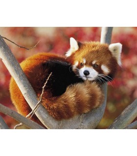 KF- RED PANDA - POUDRE - 8KG