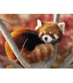 KF- RED PANDA - POUDRE - 8KG