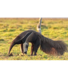 KF- INSECTIVORE - POUDRE - 8KG