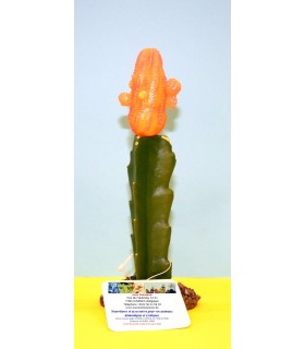 Cactus  fleur orange 19 CM  modèle [CAC21110]