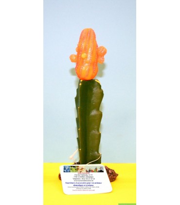 Cactus  fleur orange 19 CM  modèle [CAC21110]