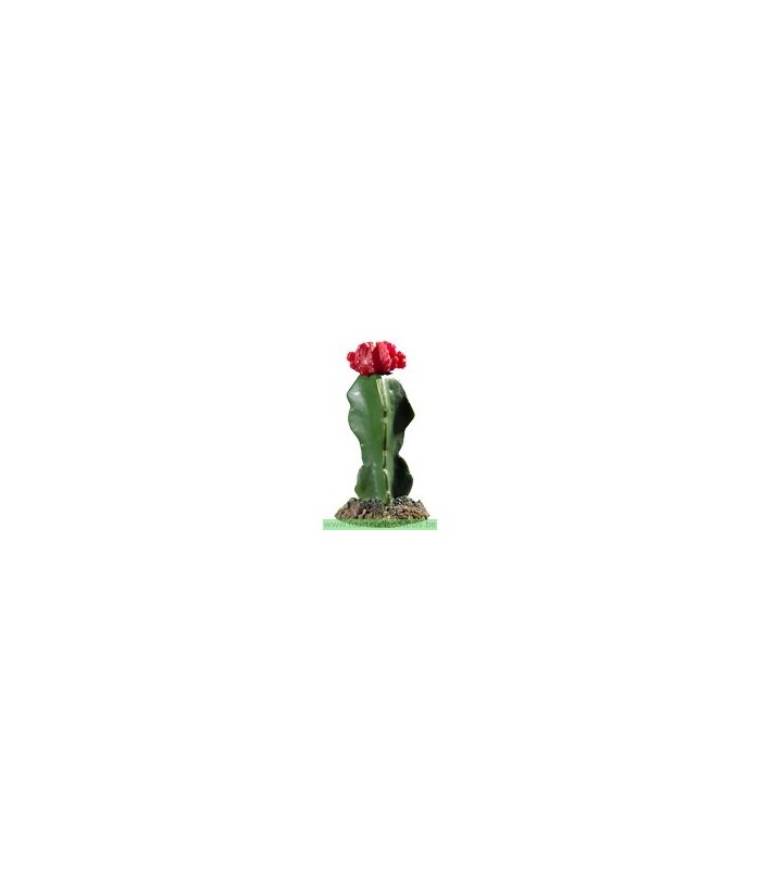 Cactus  fleur rouge 19 CM  modèle [CAC2108]